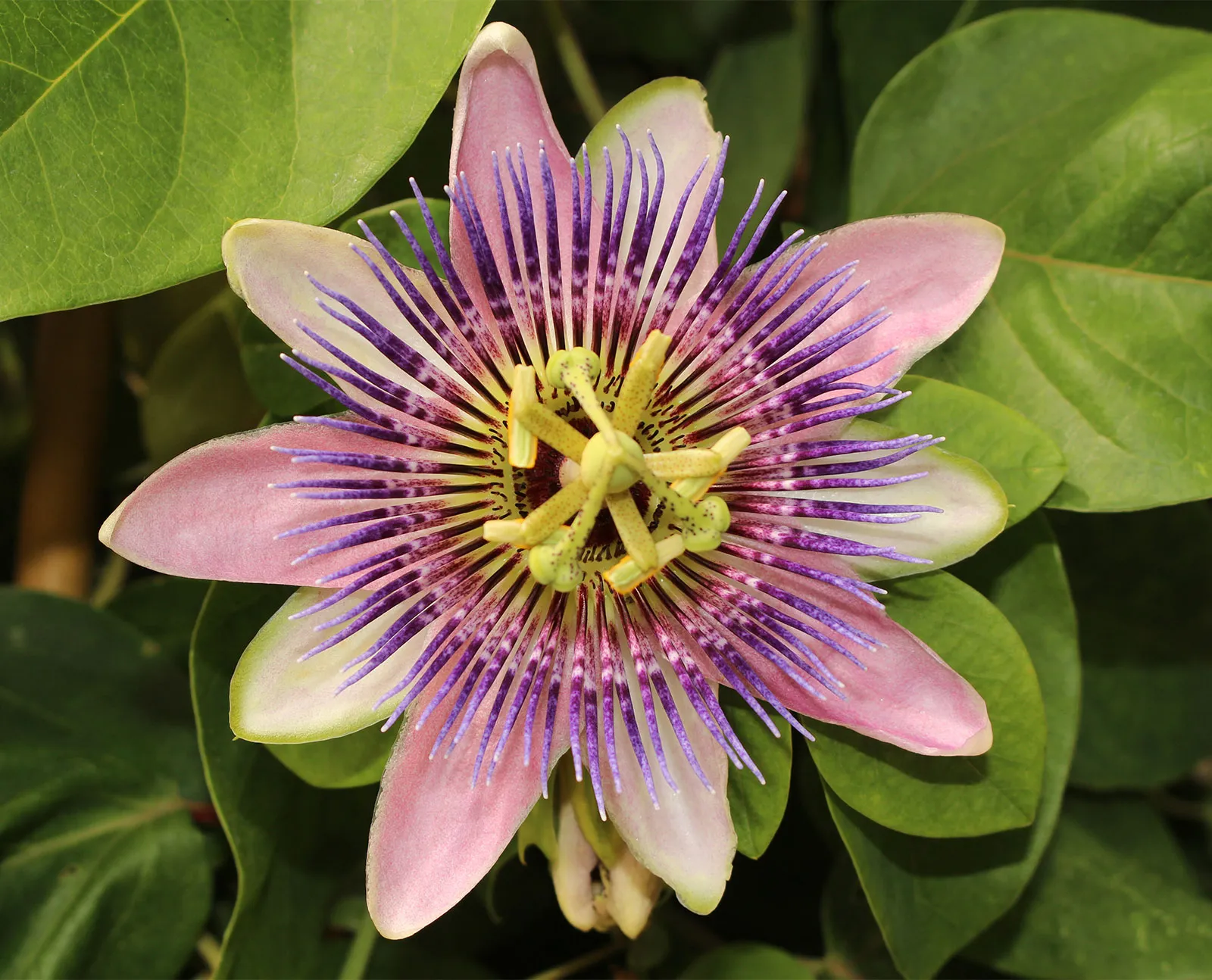 Passionflower