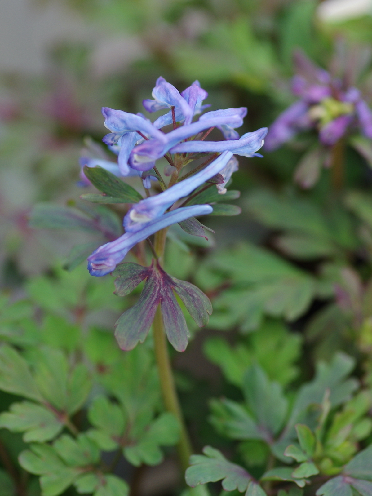 Corydalis