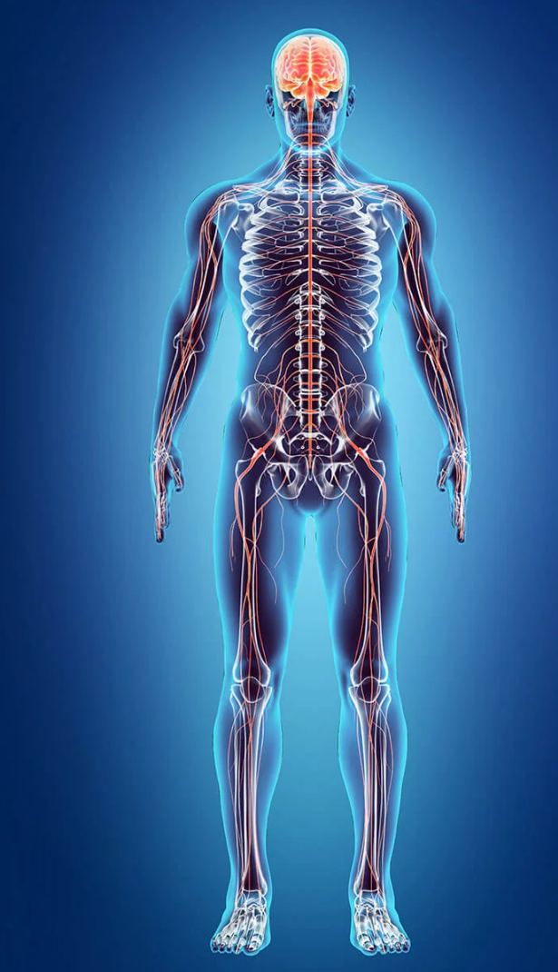 Nervous system illustration