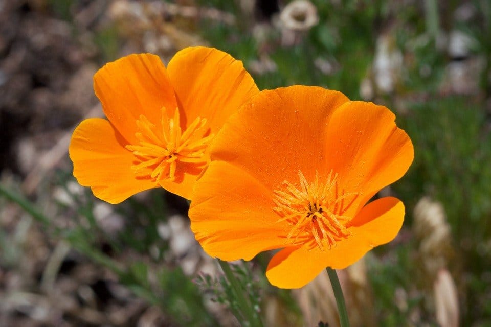 California Poppy Seed